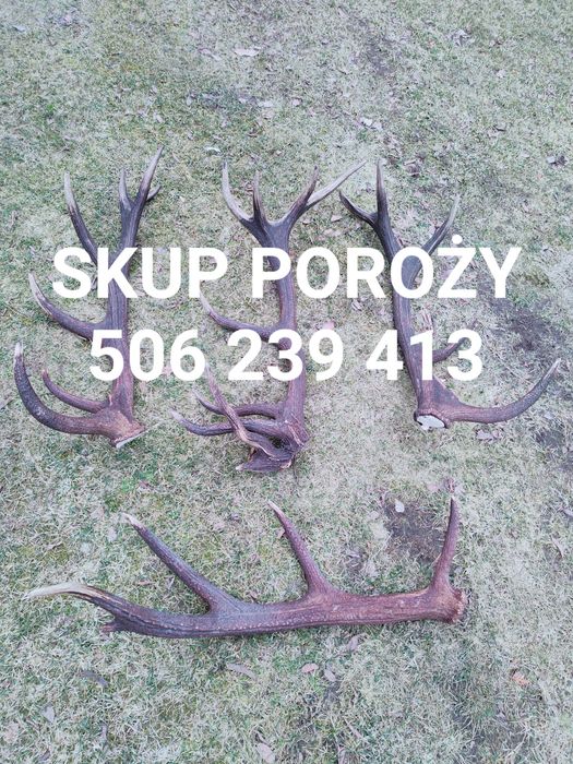 skup poroża porozy zrzutów rogów poroży kolekcji myśliwskich poroże