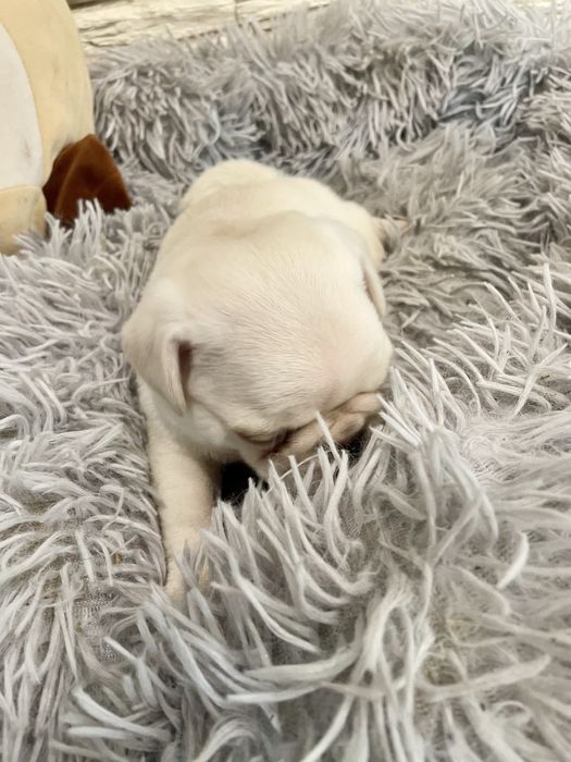 Biały chłopiec  mops unikat