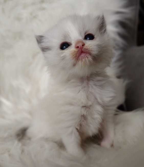 Ragdoll  kocurek z rodowodem WCF