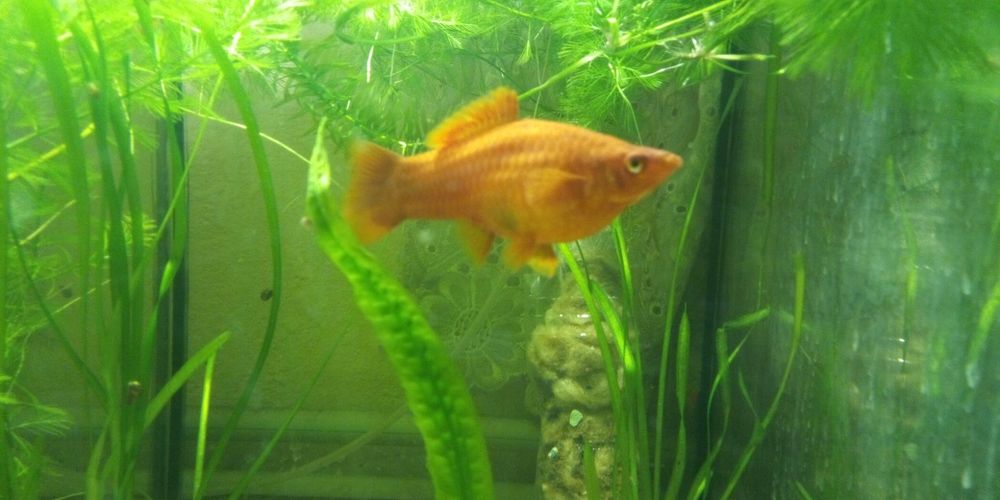 Рибки гурамі, скалярії, молінезії, гупі ті інші