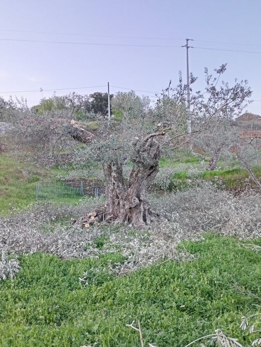 Oliveiras milenares jardim