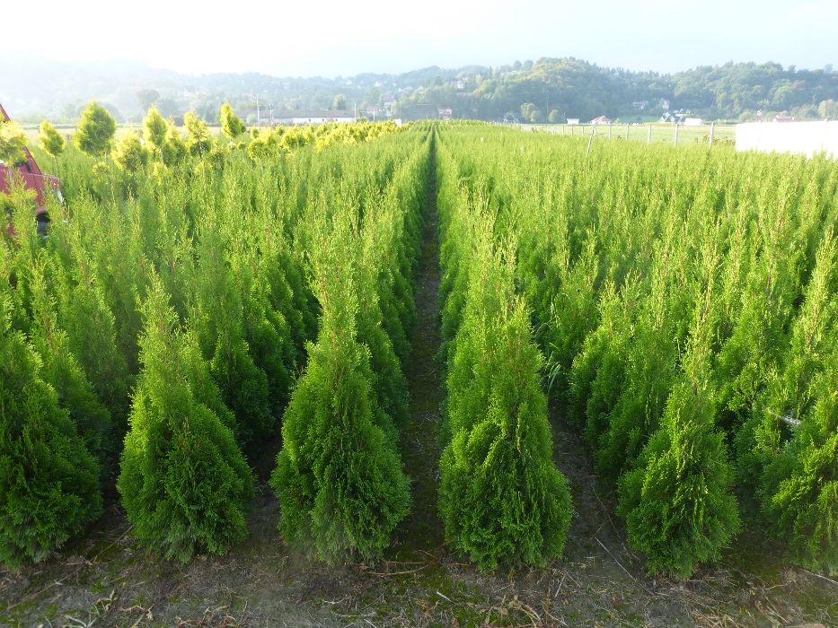 Tuja Szmaragd 100 cm do 120 cm Thuja Smaragd (ZAKLICZYN)