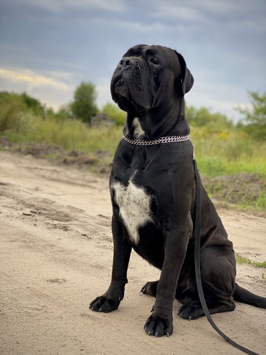 Кане Корсо вязка