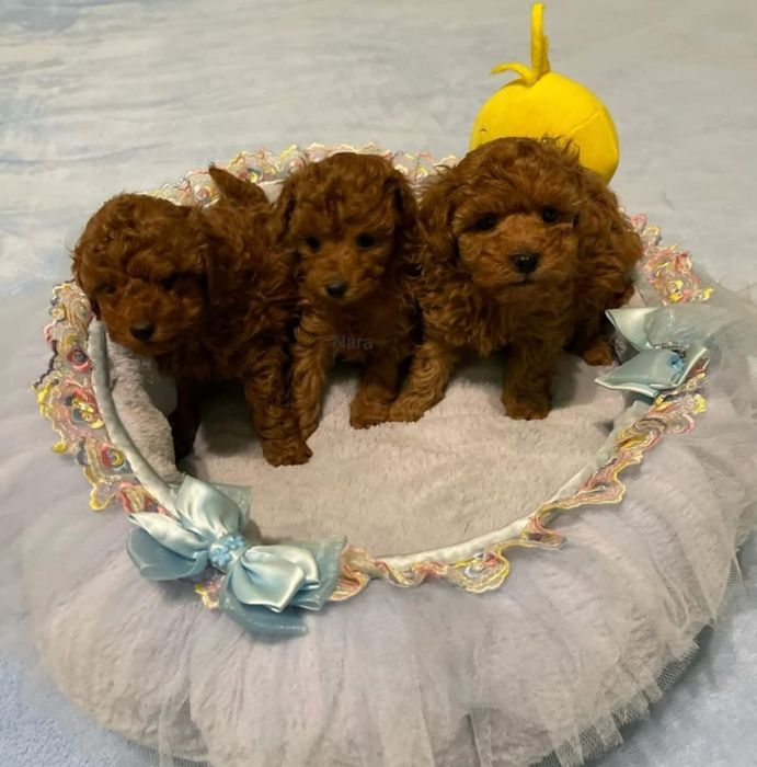 Гарні малята той пудель ,