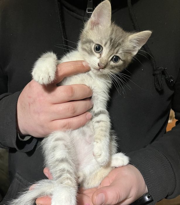 Віддам кошенят в добрі руки