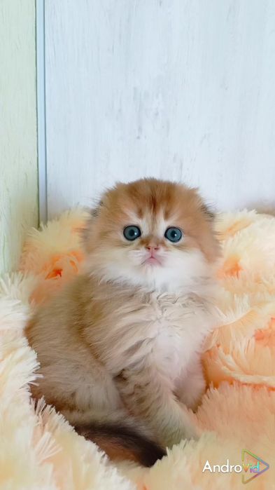 Найніжніший котик золота шиншила Хайленд