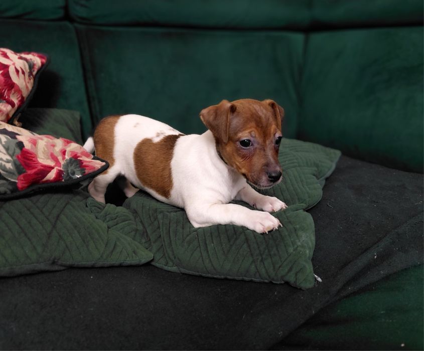 Jack Russel terrier