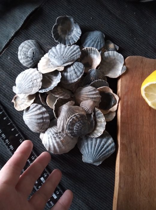 Лот Мушлі морскі ракушки гребінці