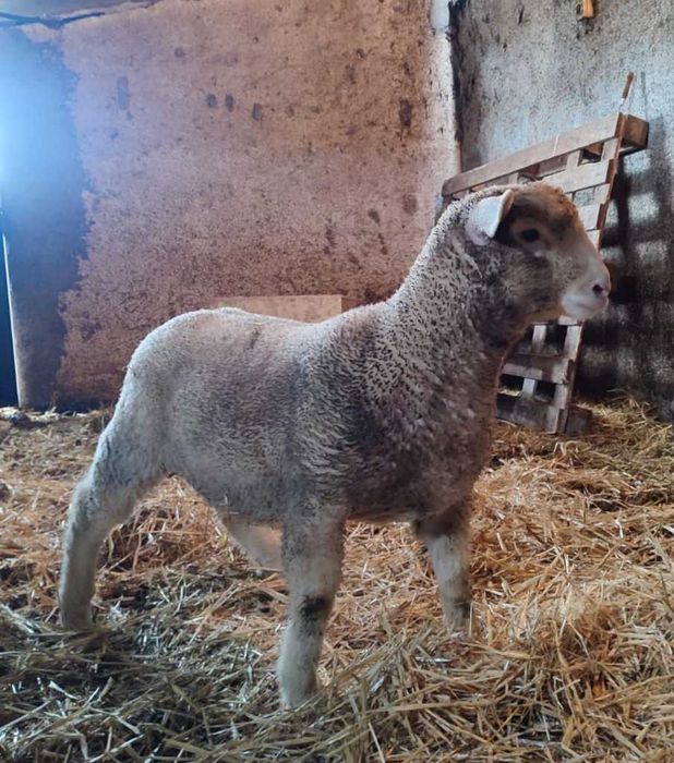 Borrego Ile de France Puro