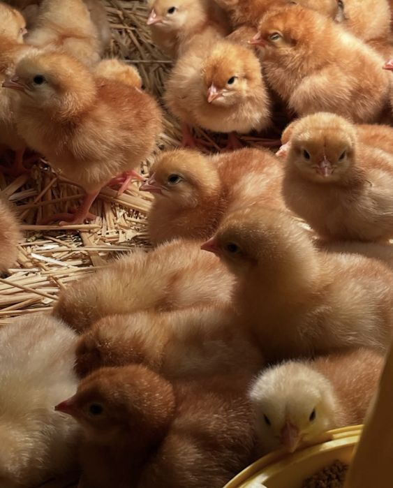 Добові циплята Ломан Браун