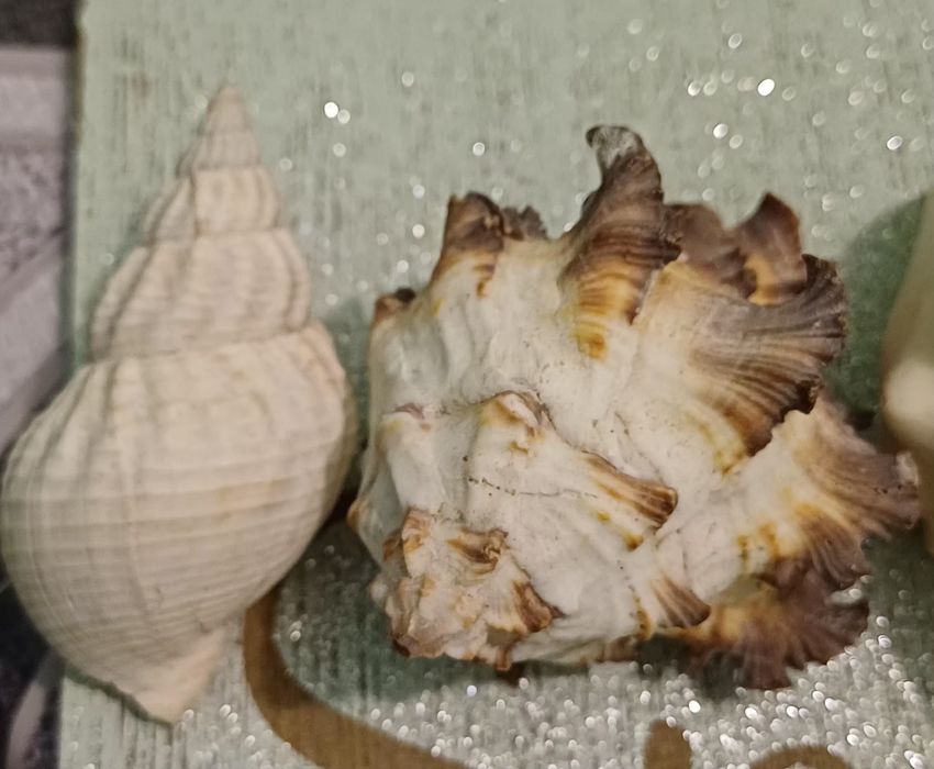 Коллекция экзотических морских ракушек.