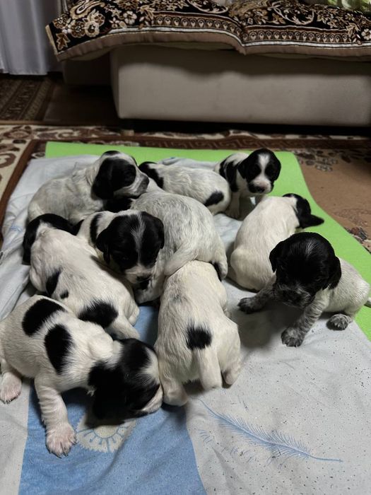 Цуценята мисливського спаніеля