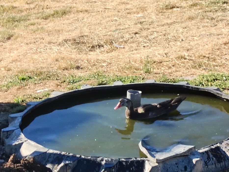 Vendo patos mudos e patos bravos