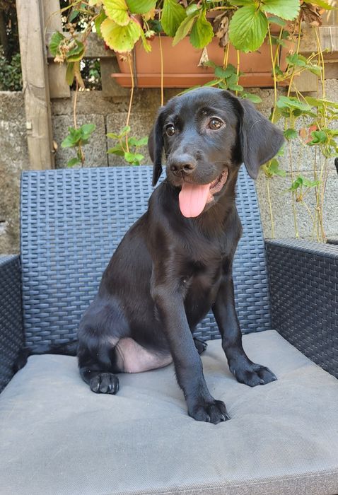 Labradora femea preta