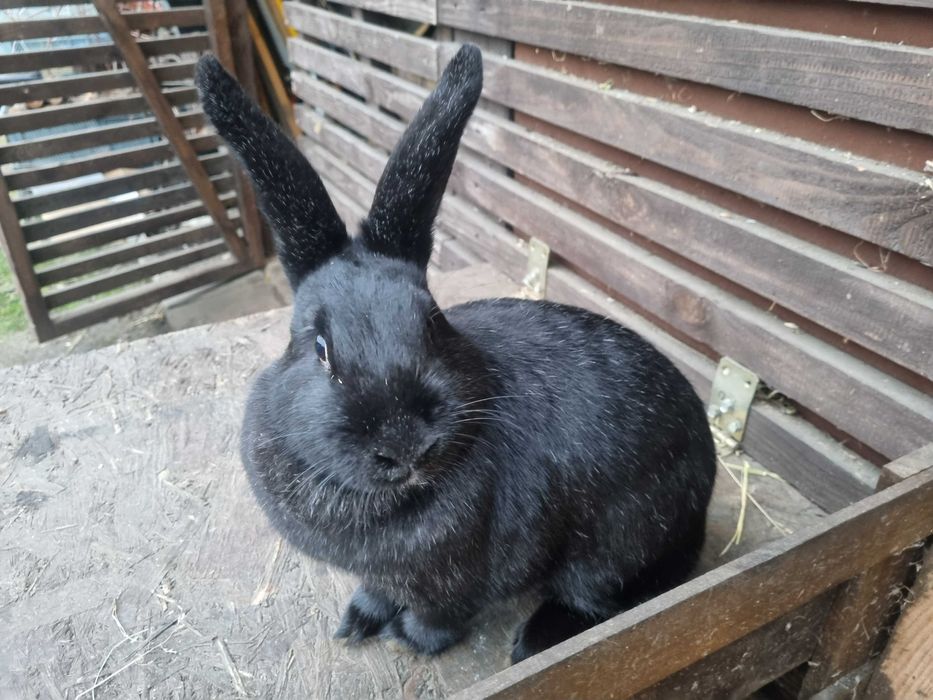 Króliki po kunie wielkiej 7 miesięczne.