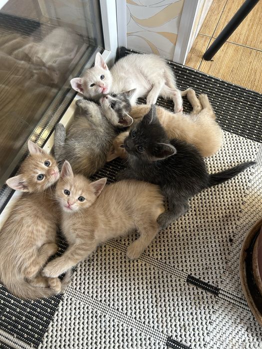 Котики безкоштовно