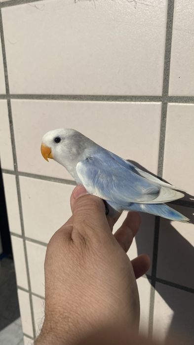 Agapornis domesticado azul