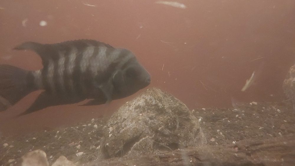 Ryba zebra 3 szt