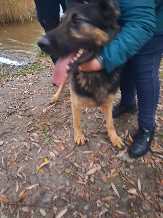 Отдам немецкую  авчарку кобель .