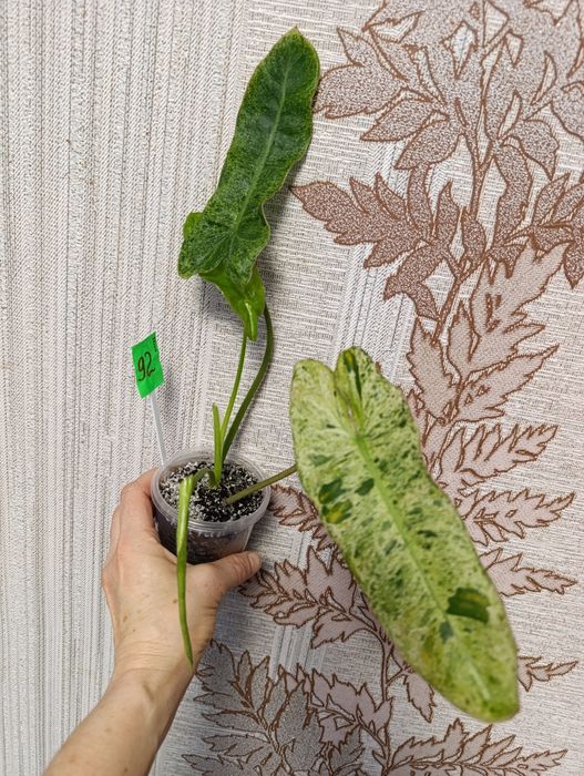 Филодендрон монстера Amydrium silver medium,Пінатум варієгатна, Білліт