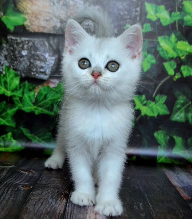 Елiтнi кошенята срiблястоi шиншили