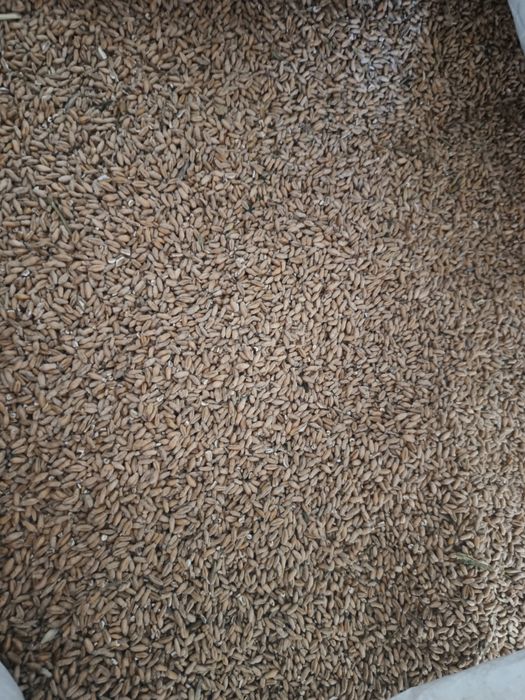 Sprzedam przenżyto i żyto i siano kiszonke