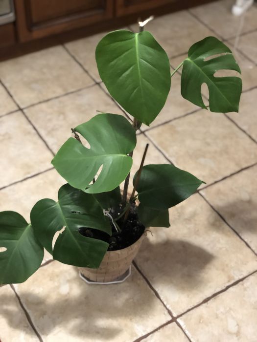 Продам монстеру.