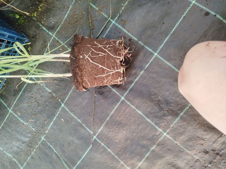 Trawa Miskant Olbrzymi Meidl
