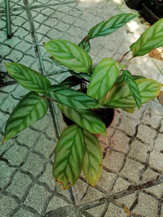 Calathea Triostar (Ctenanthe oppenheimiana)