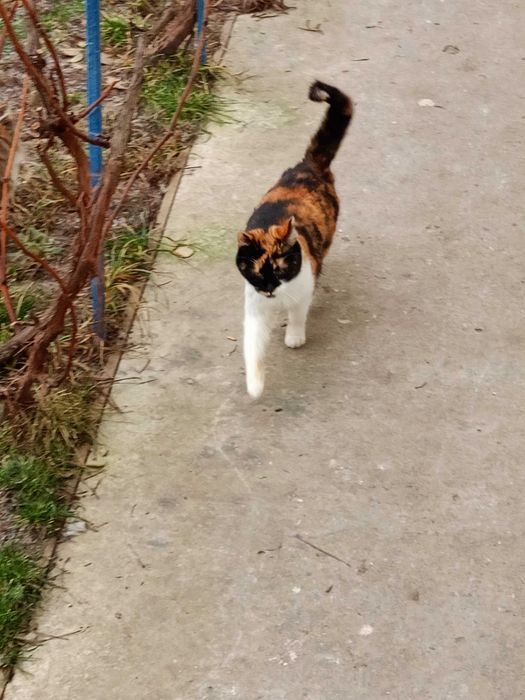 Кошенята шукають друзів і родину!