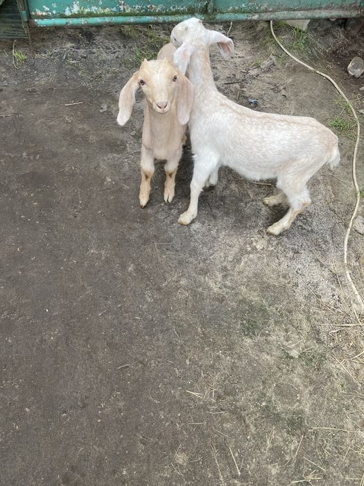 Козенята нубійської породи(кози нубійкі)