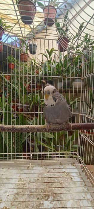 Periquito Antracite DF e SF