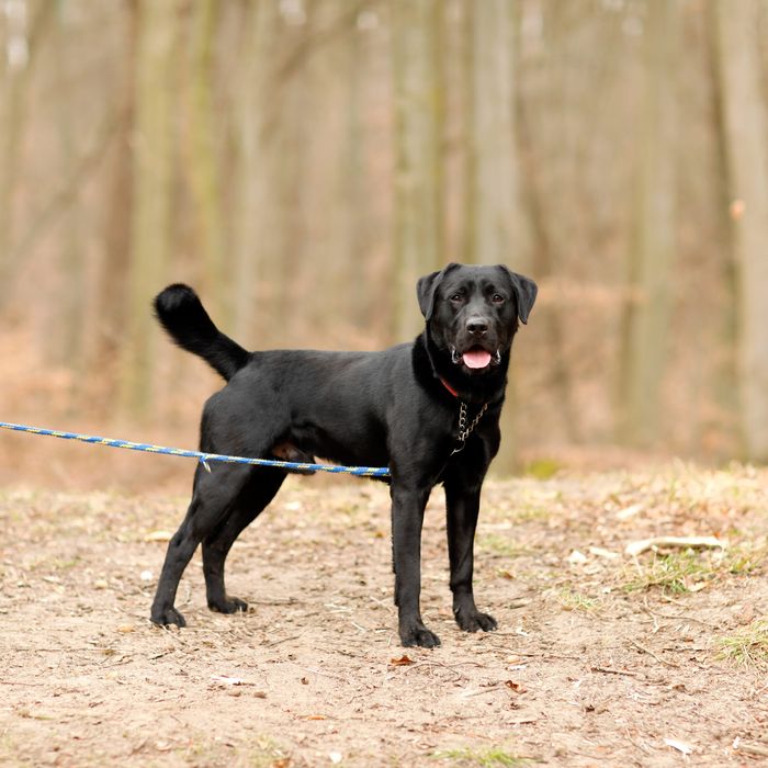 HODOR – młodziutki, wesoły i bardzo energiczny pies w typie labradora