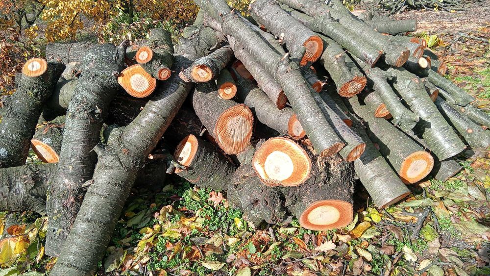 sprzedam drzewo na opał, drzewo opałowe