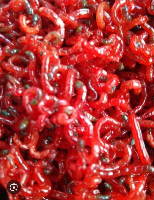 Moth for fish gaisin