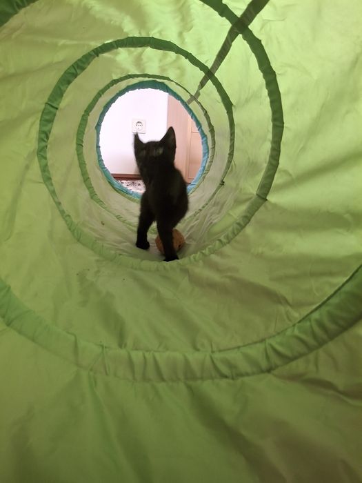 Gatinho para adoção