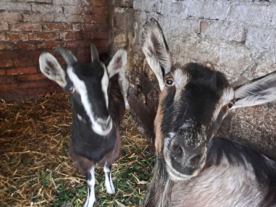 Продаються кози закарпатської породи!!!