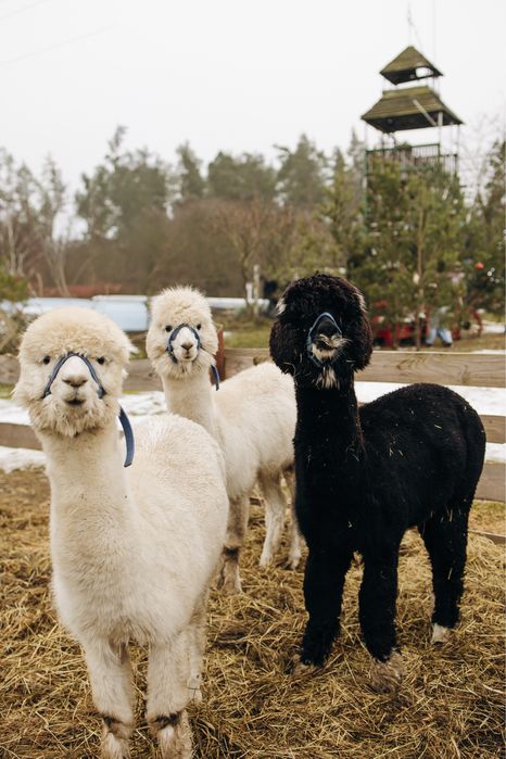 Sprzedam samczyka alpaki Huacaya