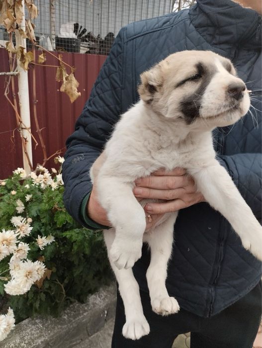 Продам цуценят Алабая