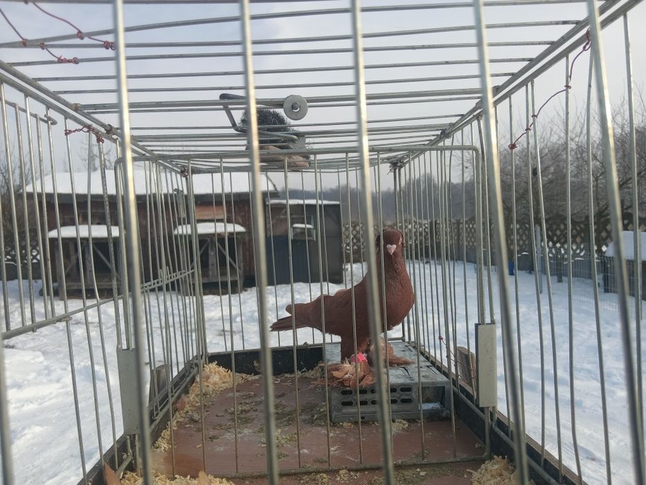 Wywrotek wschodniopruski