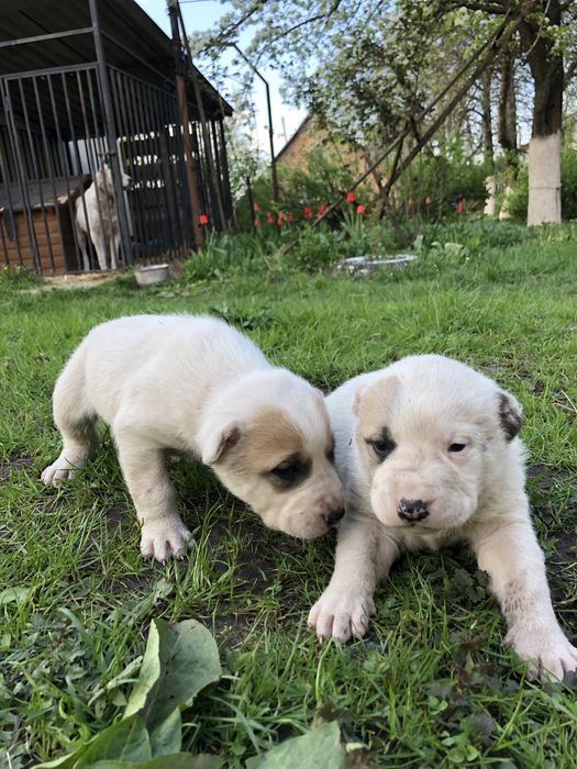 Алабай САО 3 дівчинки