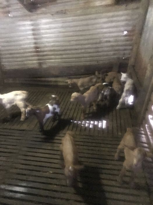 vendo cabritos para criar a biberom