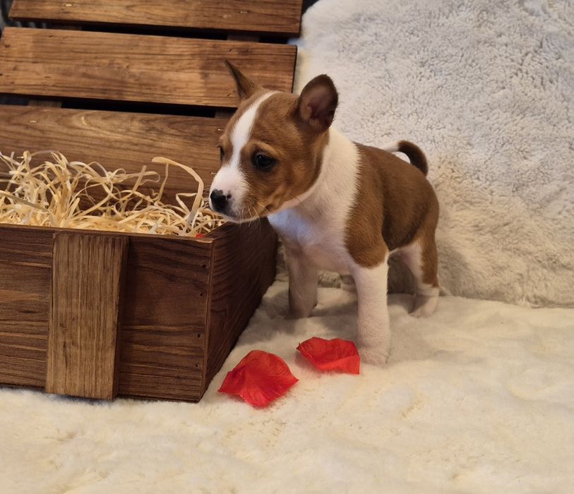 Piesek  rasy Basenji