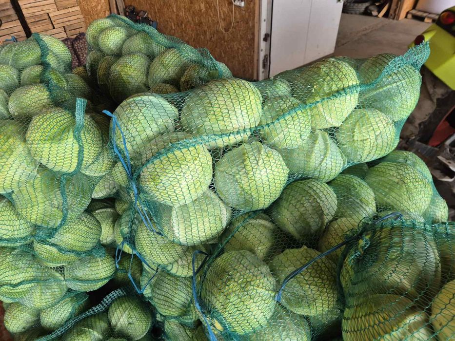 Продам білокачанну каусту