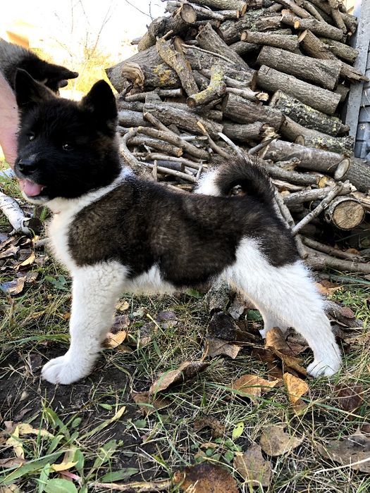 Щенки американской акиты