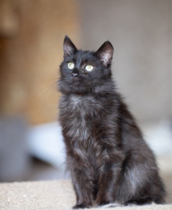 Блейд, котик ласковый. 1 год. Котёнок