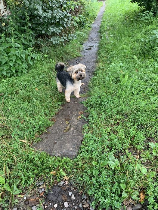 в'язка  красунчика йорка