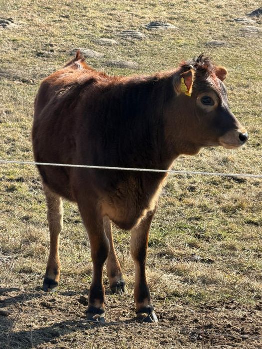 Krowa jalowka jersey bio certyfikat