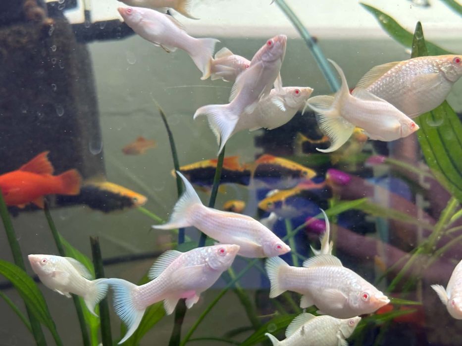 Molinezje White platyna albino