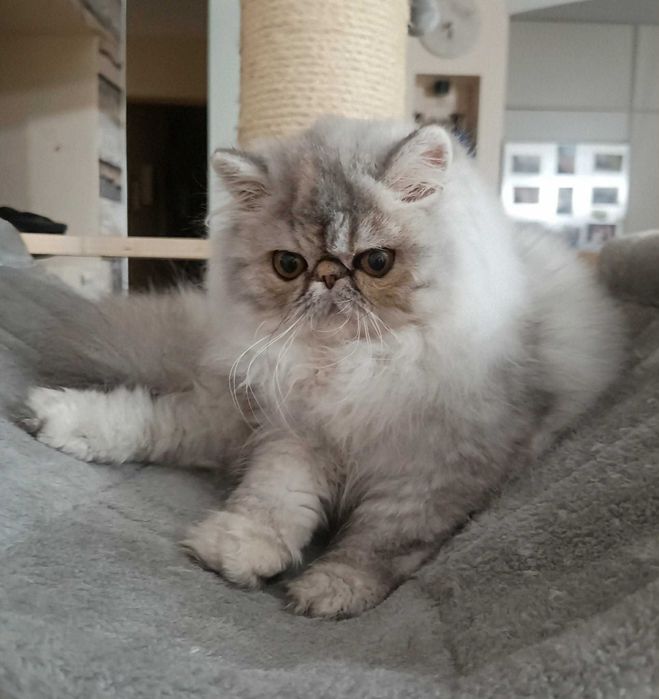 Koteczka perska z rodowodem FPL